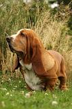 BASSET HOUND 120